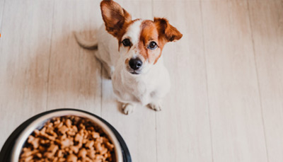 آیا غذای خشک برای سگ کافی است؟