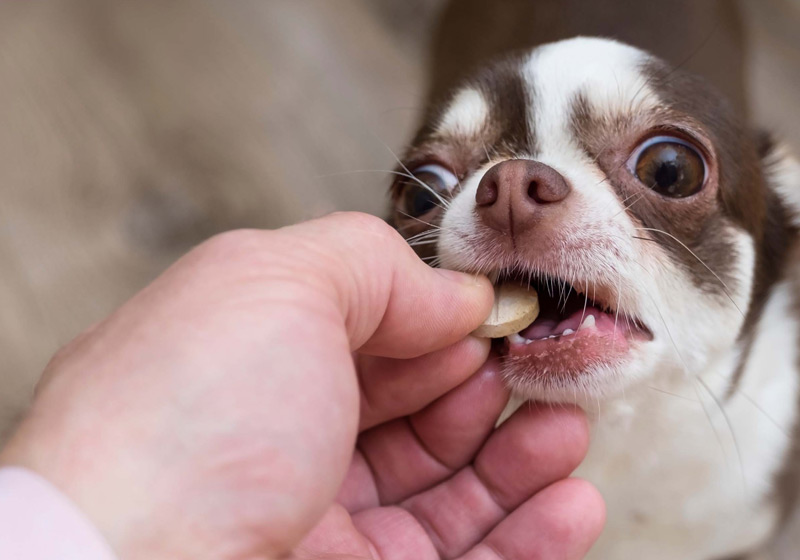 راهنمای خرید مولتی ویتامین برای سگ 