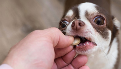 راهنمای خرید مولتی ویتامین برای سگ 