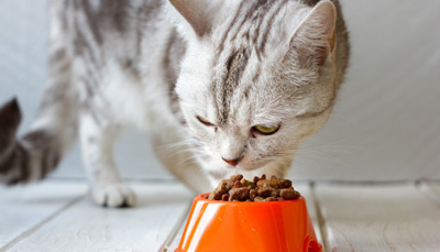 میزان غذای گربه و بچه گربه در روز چقدر است؟ 