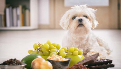 لیست غذاهای ممنوعه برای سگ