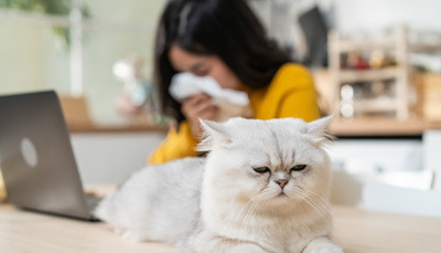 حساسیت به گربه، علائم، عوارض و راه های درمان