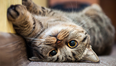 چگونه گربه را عاشق خود کنیم؟