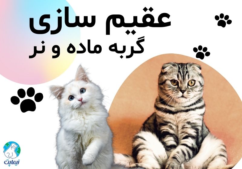 از کجا بفهمیم گربه عقیم شده؟