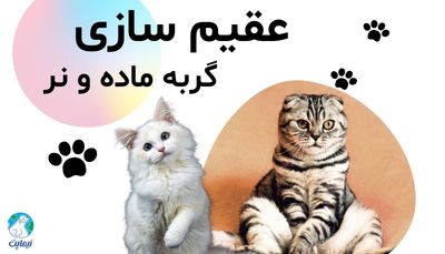 از کجا بفهمیم گربه عقیم شده؟
