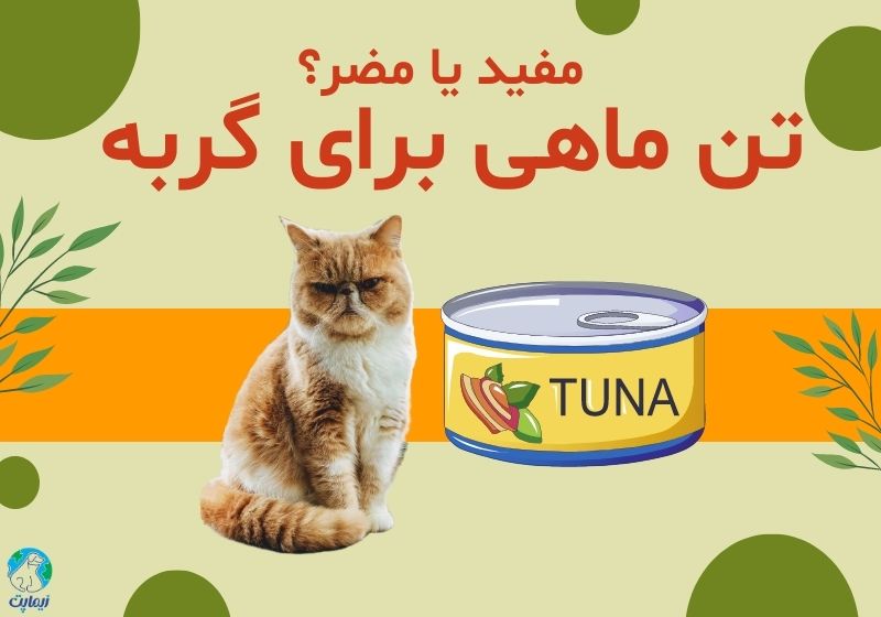 آیا مصرف کنسرو تن ماهی برای گربه مفید است یا مضر؟