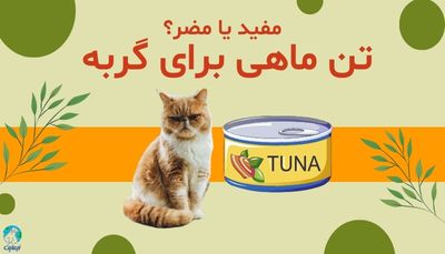 آیا مصرف کنسرو تن ماهی برای گربه مفید است یا مضر؟