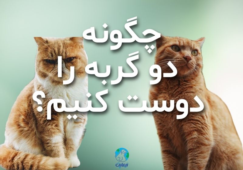 چگونه دو گربه را دوست کنیم؟ 