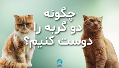چگونه دو گربه را دوست کنیم؟ 