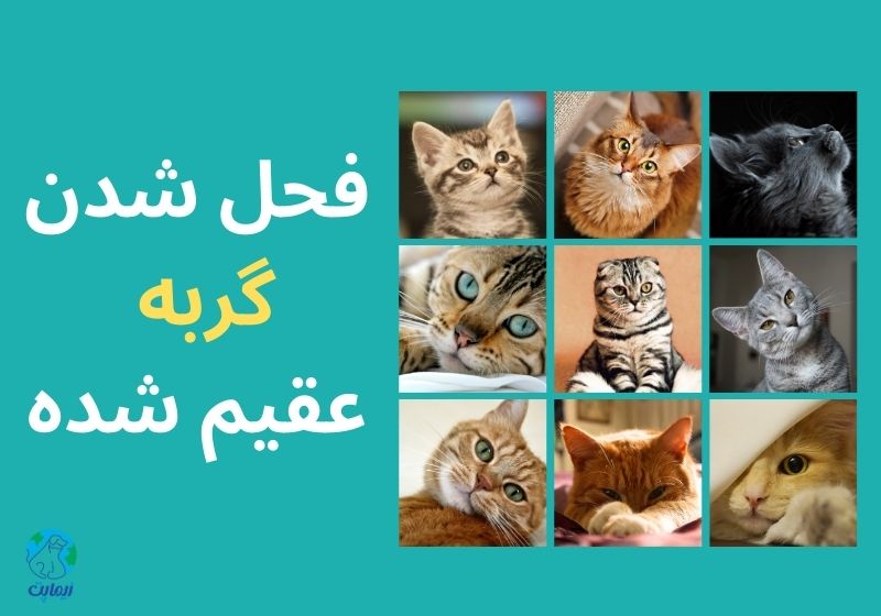 آیا گربه عقیم شده فحل میشود؟