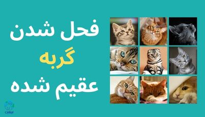 آیا گربه عقیم شده فحل میشود؟