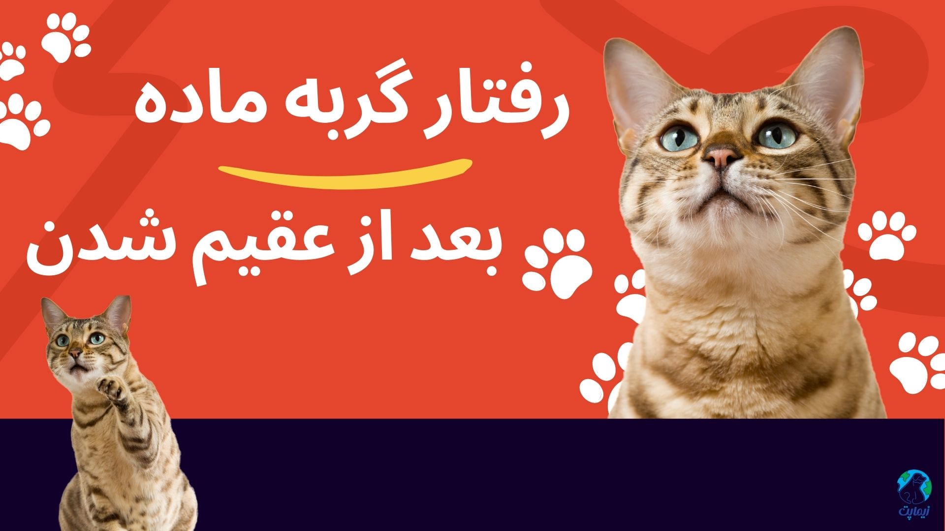  رفتار گربه ماده بعد از عقیم شدن چگونه است؟