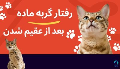  رفتار گربه ماده بعد از عقیم شدن چگونه است؟