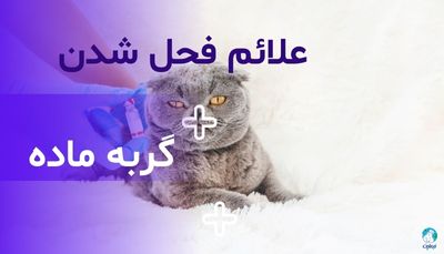 علائم فحل شدن گربه ماده