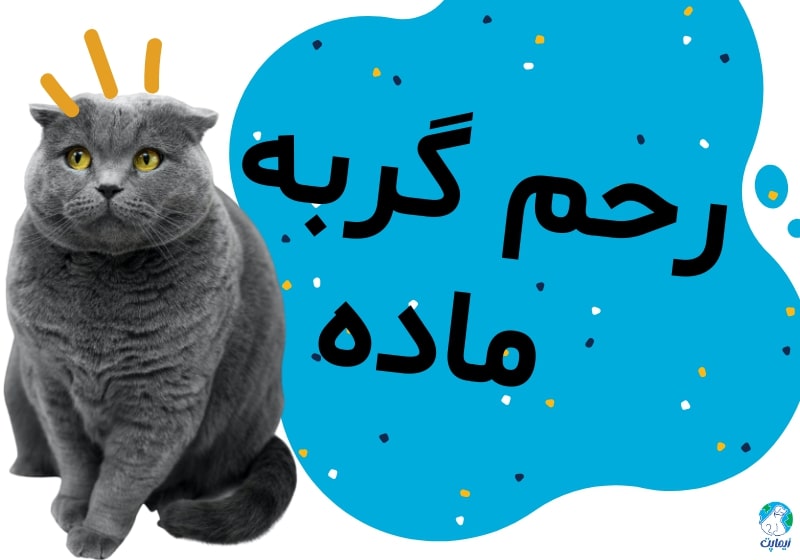 همه چیز درباره رحم گربه ماده