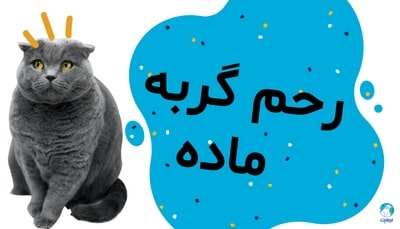 همه چیز درباره رحم گربه ماده