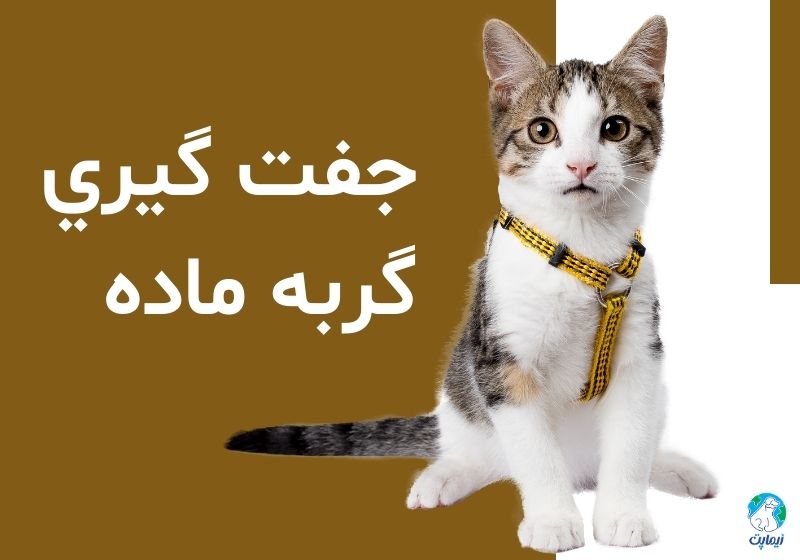 علائم جفت گیری گربه ماده