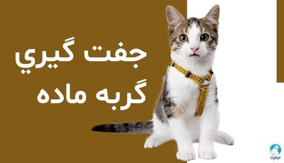 علائم جفت گیری گربه ماده
