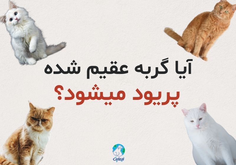 آیا گربه عقیم شده پریود میشود؟