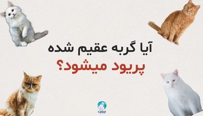 آیا گربه عقیم شده پریود میشود؟