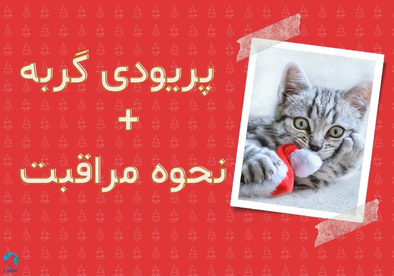 پریود گربه، همه چیز درباره پریودی گربه و نحوه مراقبت