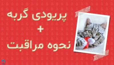 پریود گربه، همه چیز درباره پریودی گربه و نحوه مراقبت