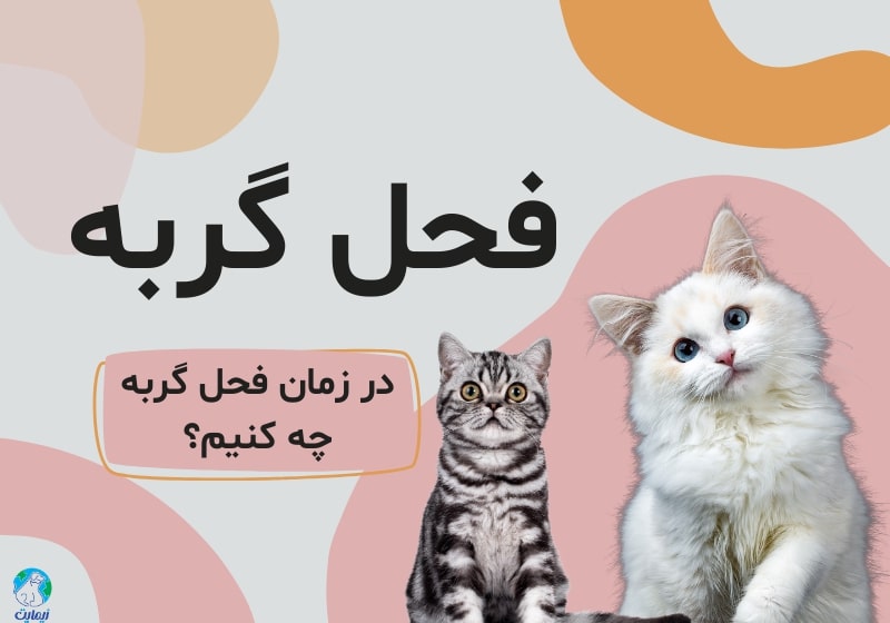 فحل گربه، در زمان فحل گربه چه کنیم؟
