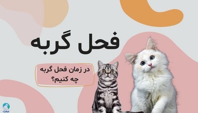 فحل گربه، در زمان فحل گربه چه کنیم؟