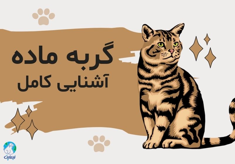 همه چیز درباره گربه ماده
