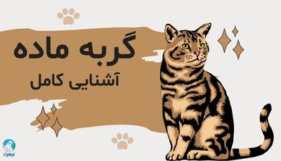 همه چیز درباره گربه ماده