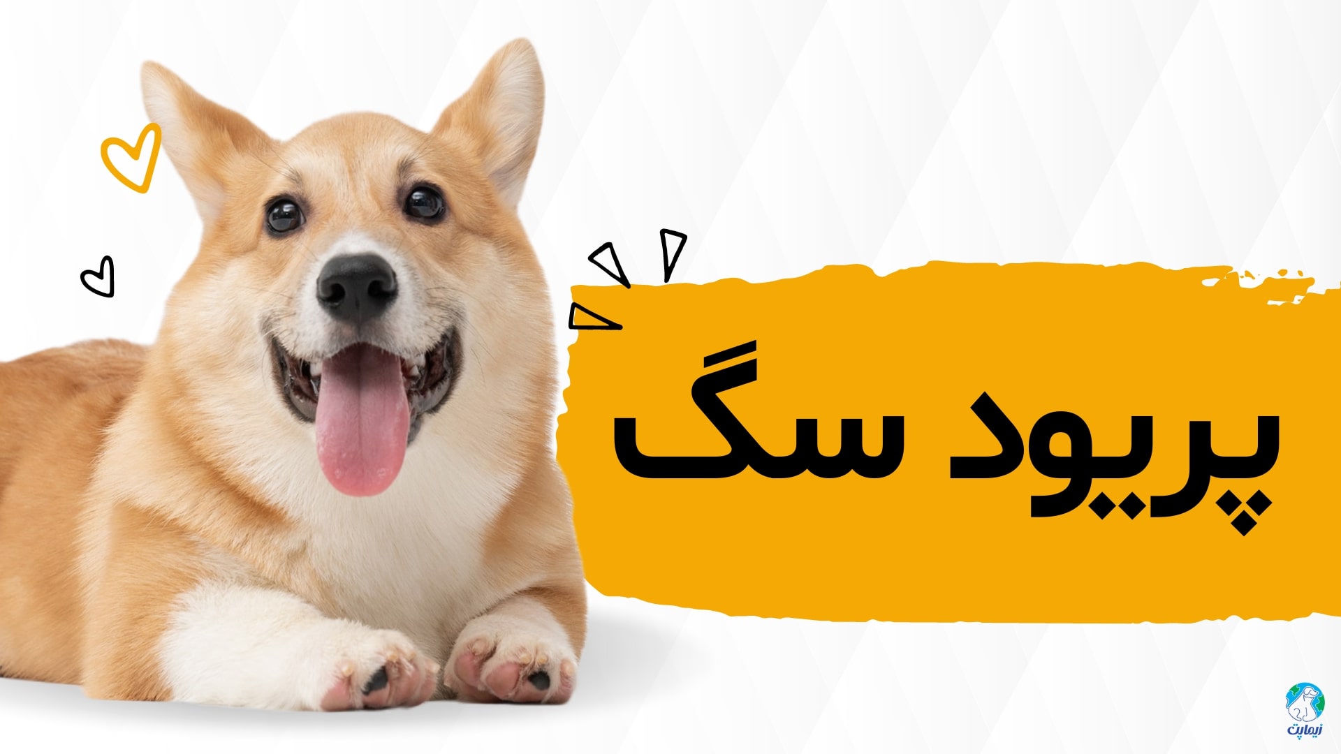 همه چیز درباره پریود سگ