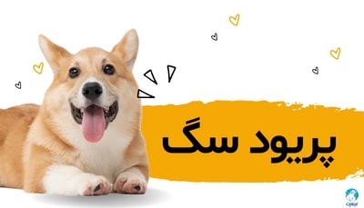 همه چیز درباره پریود سگ