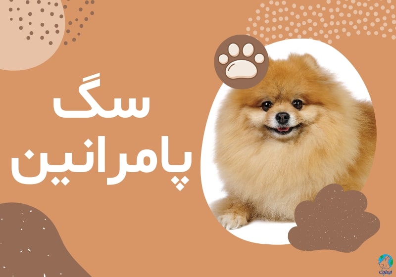 پریود سگ پامرانین