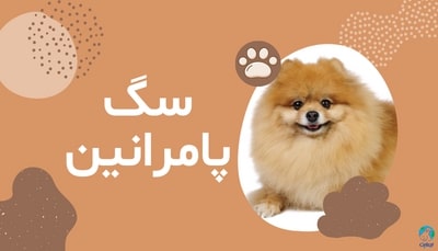 پریود سگ پامرانین
