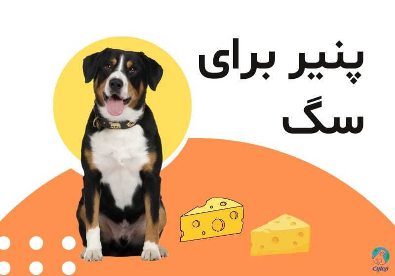 پنیر برای سگ، آیا خوردن پنیر برای سگ ضرر دارد؟ 