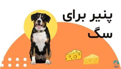 پنیر برای سگ، آیا خوردن پنیر برای سگ ضرر دارد؟ 