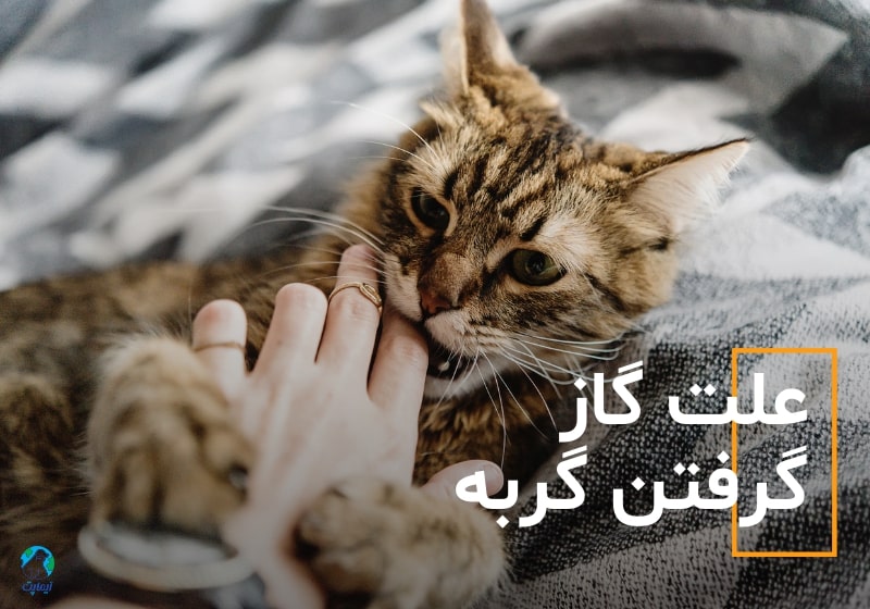 علت گاز گرفتن گربه