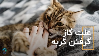 علت گاز گرفتن گربه
