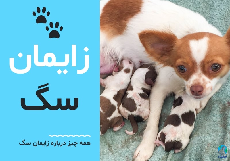 همه چیز درباره زایمان سگ