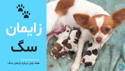 همه چیز درباره زایمان سگ