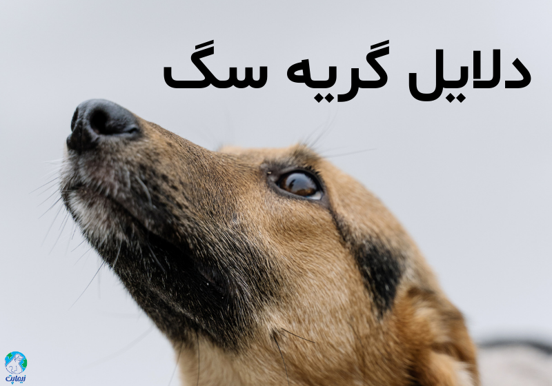 دلایل گریه سگ و راه های کمک به آن