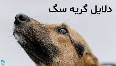 دلایل گریه سگ و راه های کمک به آن
