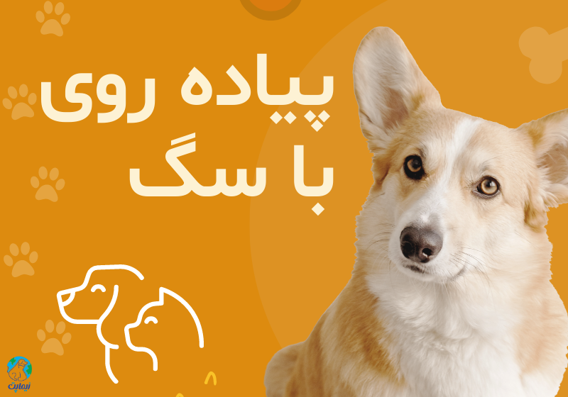 نکاتی که باید در پیاده روی سگ رعایت کنیم