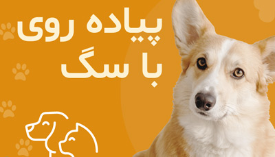 نکاتی که باید در پیاده روی سگ رعایت کنیم