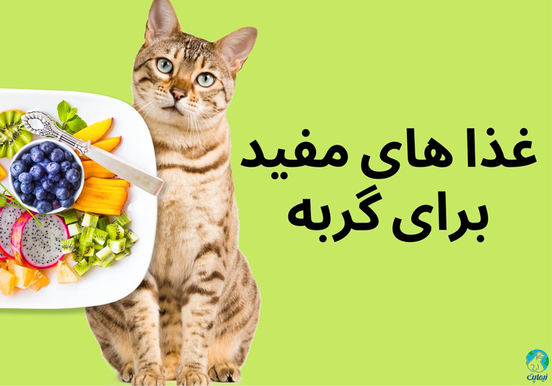 غذاهای مفید برای گربه چیست؟
