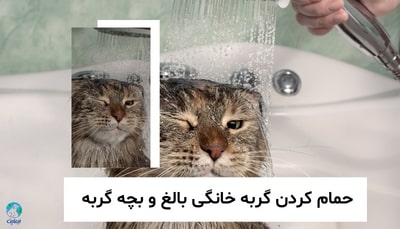 شستن گربه خانگی ، همه چیز درباره حمام کردن گربه خانگی بالغ و بچه گربه