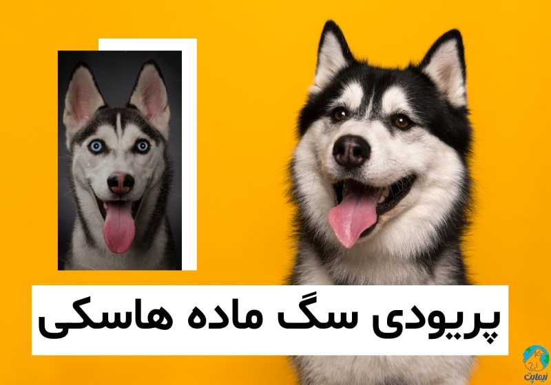 پریودی سگ ماده هاسکی