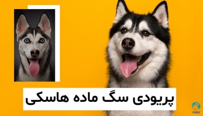 پریودی سگ ماده هاسکی