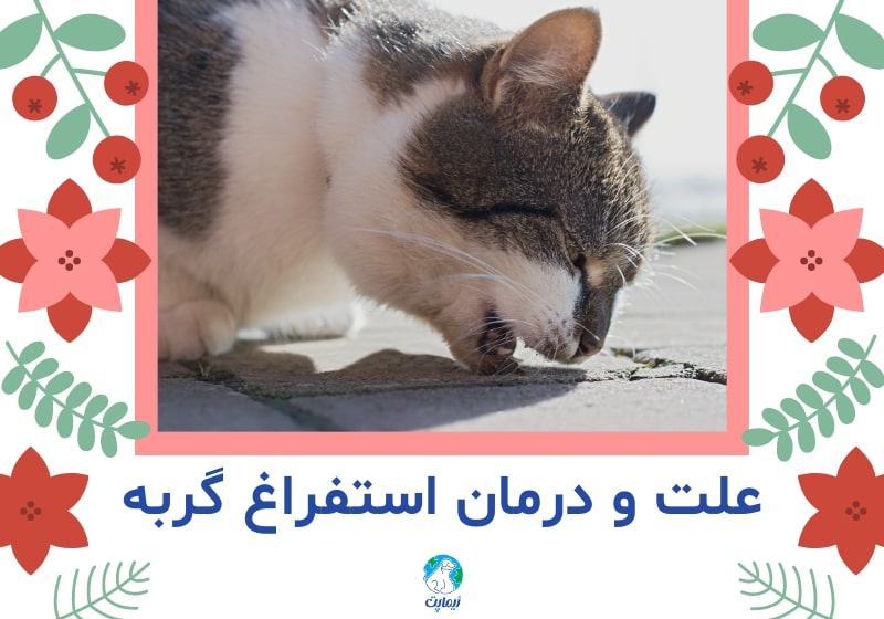 علت و درمان استفراغ گربه