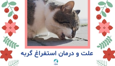 علت و درمان استفراغ گربه